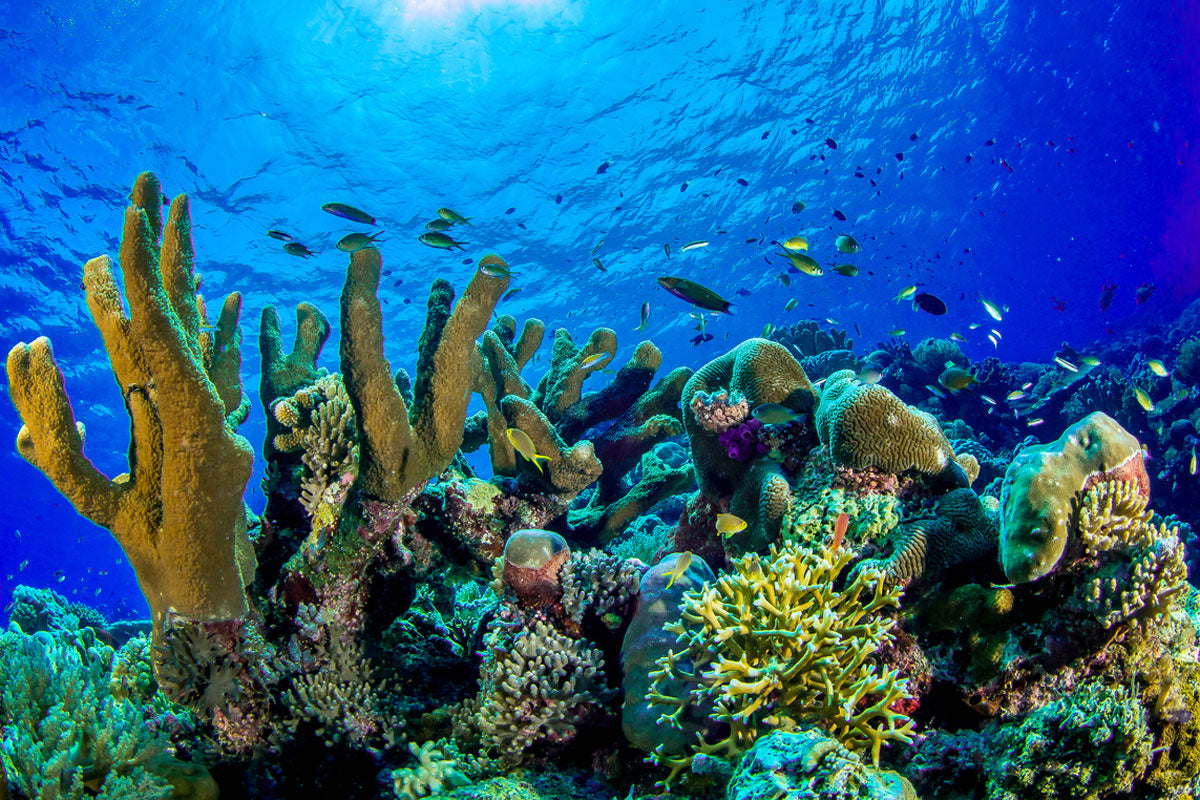 Protect Our Coral Reefs - Virgin Islands